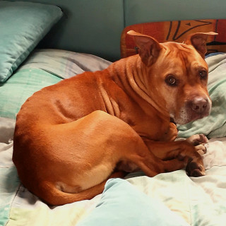  | Raza Mestizo, cruza de American Pitbull Terrier | Encontrado