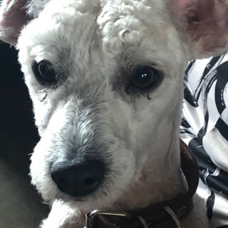 ROCKY | Raza French Poodle o Caniche | Final Feliz