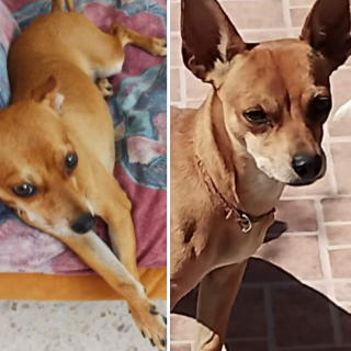 TAQUITO | Raza Chihuahua | Perdida