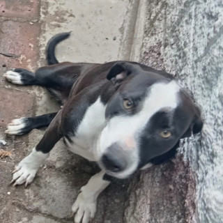 HERMOSA PELUDITA | Raza Mestiza,  cruza de American Pitbull Terrier | En Adopción