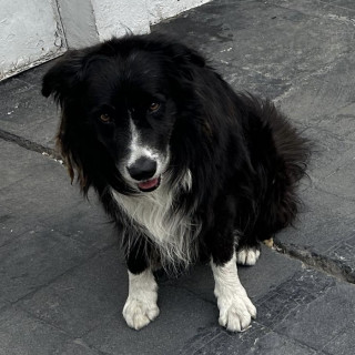  | Raza Border Collie  | Encontrado