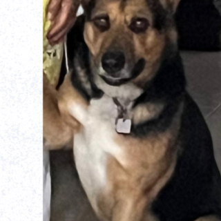 ROSCO | Raza Mestizo,  cruza de Pastor Alemán | Final Feliz