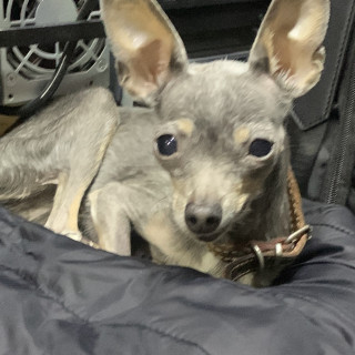 PINKI | Raza Chihuahua | Perdida