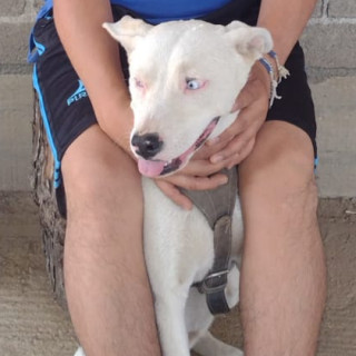 CIELO | Raza Mestiza, cruza de Bóxer con Husky Siberiano | Perdida