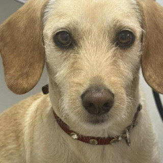 BENY | Raza Mestizo, cruza de Dachshund o Salchicha con Maltés | Perdido