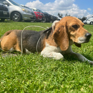  | Raza Beagle | Encontrada