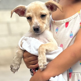 YUKI | Raza Chihuahua | Perdida
