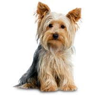 LINK | Raza Yorkshire Terrier (Yorkie) | Perdido