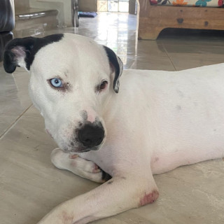 Foto de MARSHALL