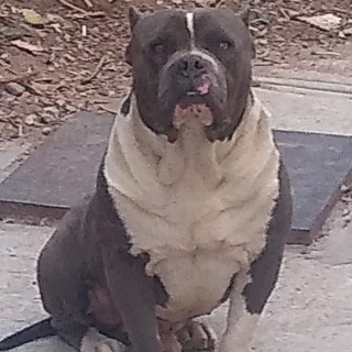 Foto de COOPER