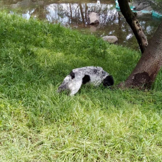 MANCHAS | Raza Mestizo | Perdido