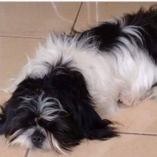 DUCKE | Raza Shih Tzu  | Final Feliz