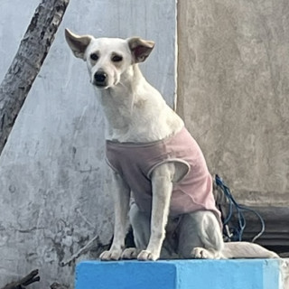 Foto de BLANCA