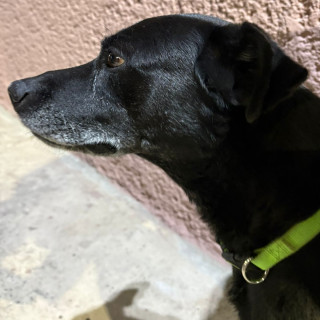  | Raza Mestizo, posible cruza de Labrador | Encontrado
