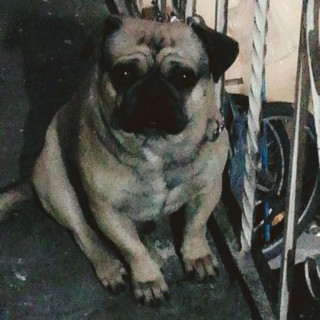 BAMBAM | Raza Pug o Carlin | Perdido