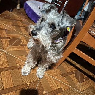 GANYA | Raza Schnauzer | Perdida