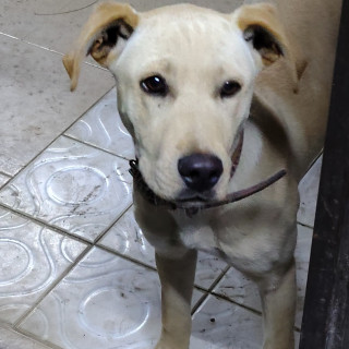GWEN | Raza Labrador  | En Adopción