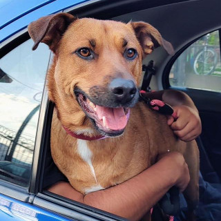 MILKA | Raza Mestiza | Perdida