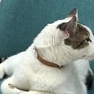  | Raza Doméstico Américano de Pelo Corto | Encontrada
