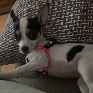 MOLLY | Raza Chihuahua | Perdida