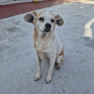  | Raza Mestiza, cruza de Chihuahua | Final Feliz