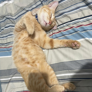 CHESTER | Raza Doméstico Américano de Pelo Corto | Perdido