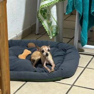 LILI | Raza Chihuahua | Perdida