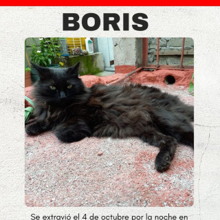 BORIS | Raza Angora Turco Negro | Final Feliz