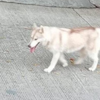 KALY | Raza Malamute de Alaska o Alaskan Malamute | Final Feliz