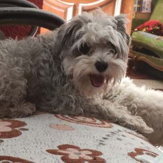 ZIZU | Raza Schnauzer | Final Feliz