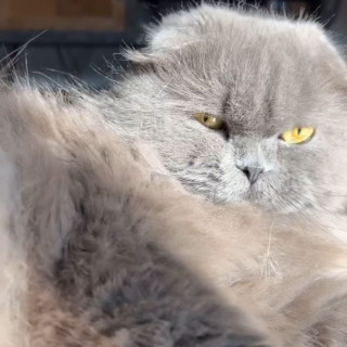 MOMOA | Raza Scottish Fold o Escocés de orejas dobladas, de pelo largo | Perdido