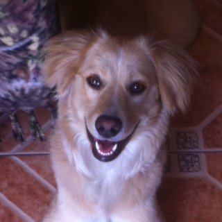 KORE | Raza Mestiza, cruza de Golden Retriever | Perdida