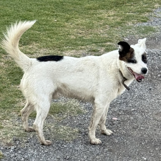Foto de CEPILLO