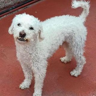 MAX | Raza French Poodle o Caniche | Perdido