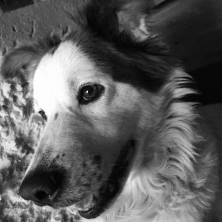 MUÑECA | Raza Mestiza | Perdida