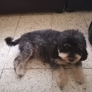 PELUSA | Raza Mestiza,  cruza de Schnauzer con Poodle,  (Schnoodle) | Perdida