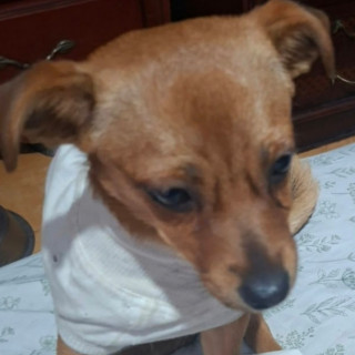 Foto de CANELITA