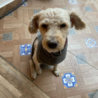 TINTÍN | Raza Maltés | Perdido