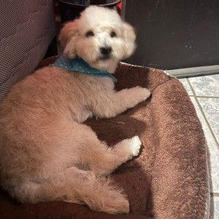 ZEUS | Raza Maltés | Final Feliz