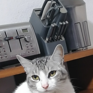 MARGOT | Raza Doméstico Americano de pelo corto | Perdido