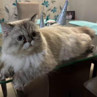 RAMONA | Raza Persa | Perdida