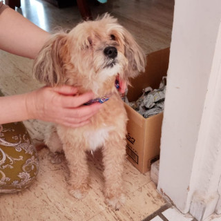  | Raza Mestiza, cruza de French Poodle | Encontrada