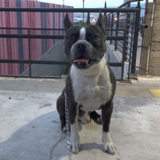 WILMER | Raza Boston Terrier  | Final Feliz