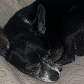 CHISPA | Raza Chihuahua | Perdido