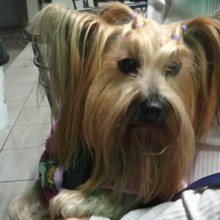 BRIT O BRITI | Raza Yorkshire Terrier (Yorkie) | Perdida