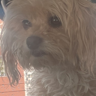 LALA | Raza Mestiza, cruza de French Poodle con Chihuahua | Perdida