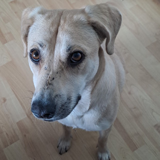  | Raza Mestiza, cruza de Labrador | Encontrada