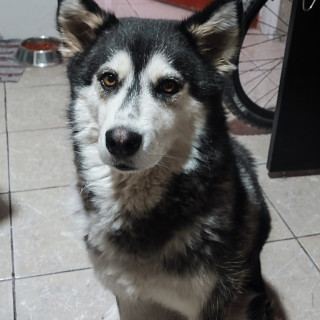 GINEBRA | Raza Husky Siberiano | Final Feliz