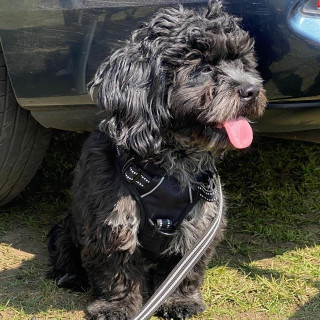 GROGU | Raza Shih Tzu  | Final Feliz