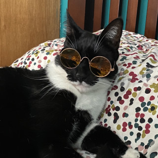 BALAM | Raza Doméstico Américano de Pelo Corto | Perdido